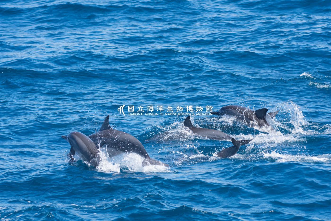 飛旋海豚