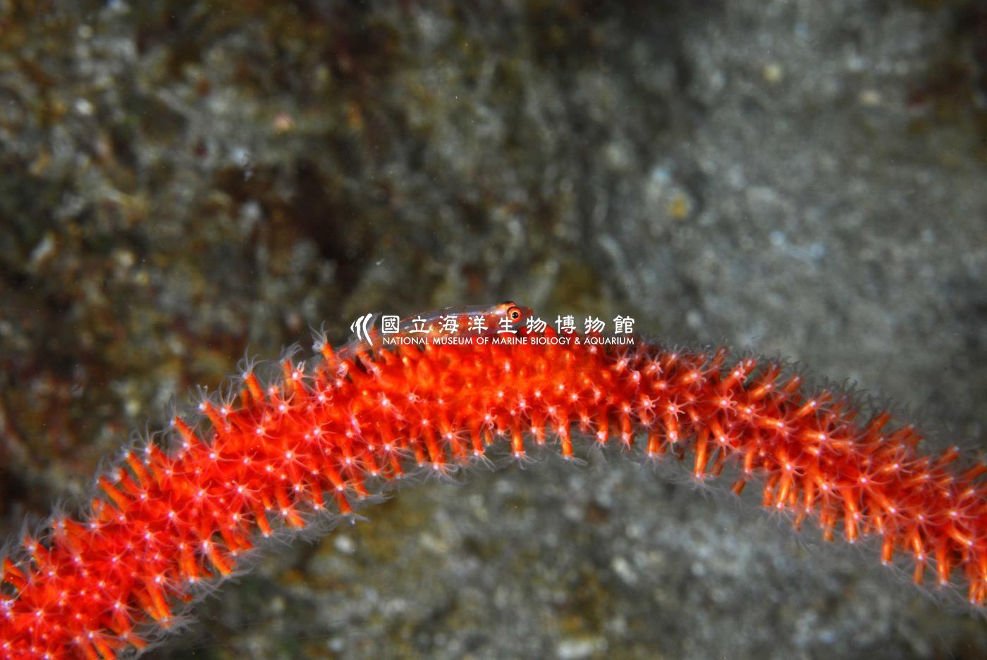 頦突珊瑚鰕虎
