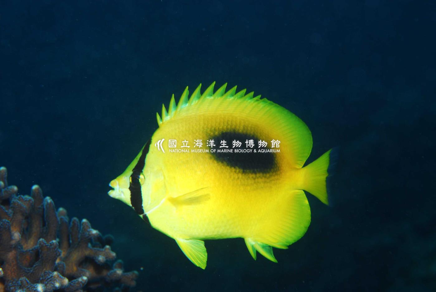 鏡斑蝴蝶魚