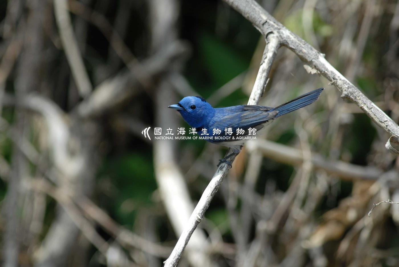 黑枕藍鶲