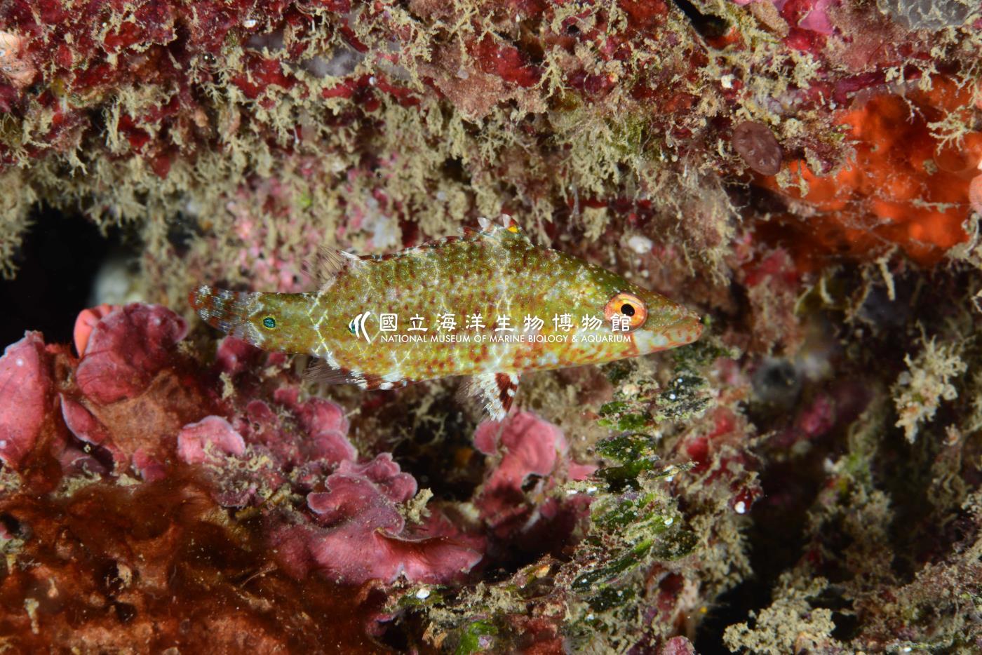 單帶尖唇魚