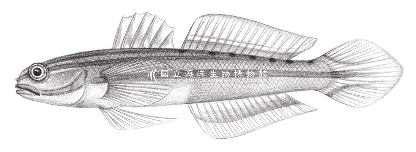 2083. 海唇鈍鰕虎 Amblygobius nocturnus (Herre, 1945)