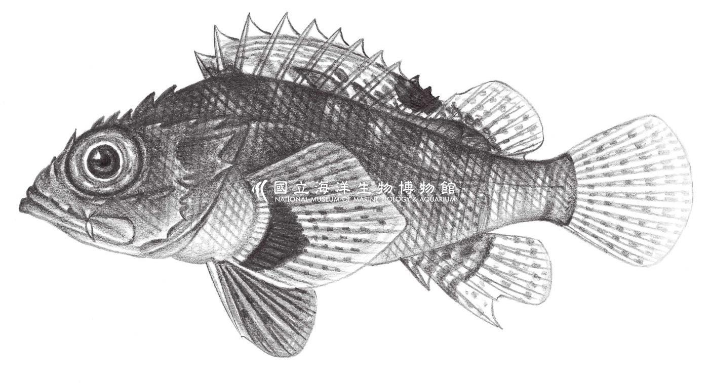 880. 花翅小鮋 Scorpaenodes varipinnis Smith, 1957