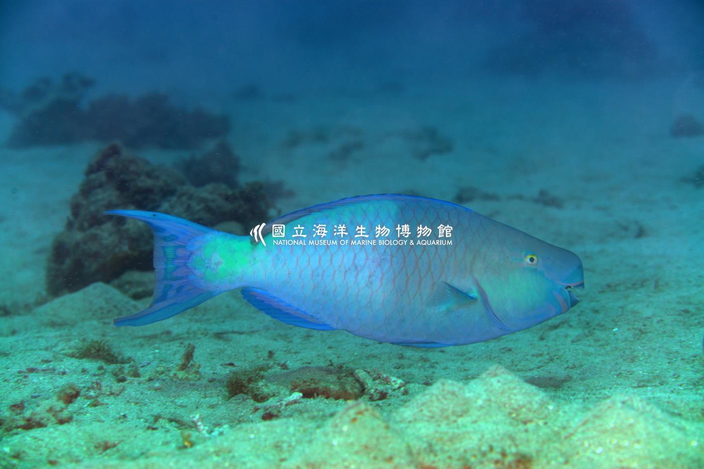 紅紫鸚哥魚