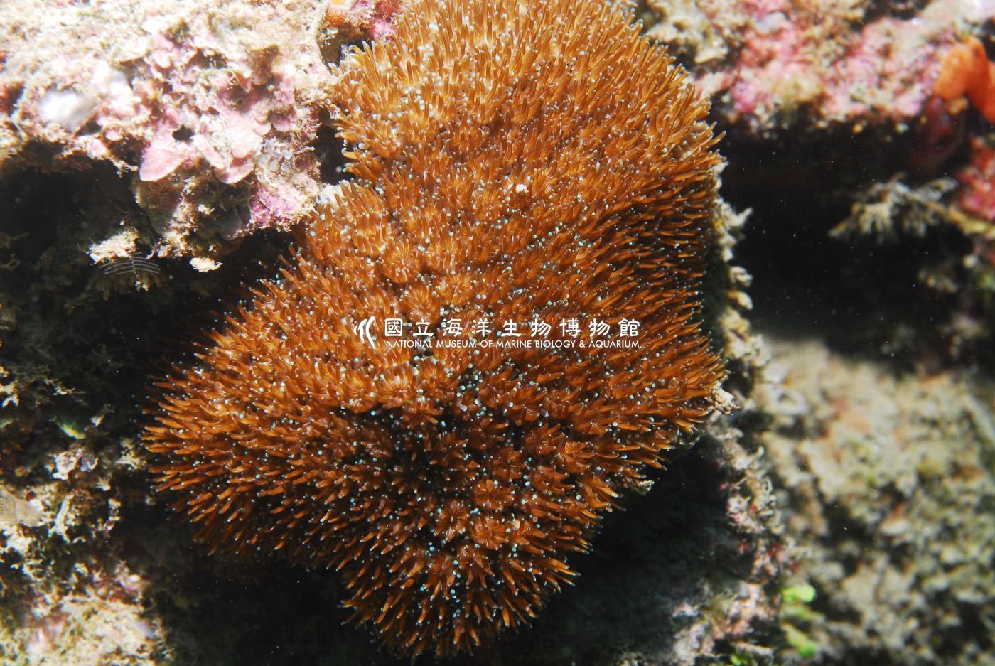 星型棘杯珊瑚