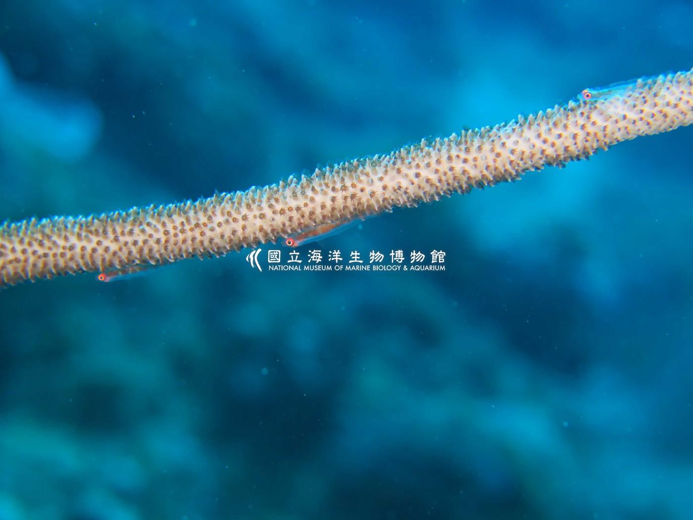 勇氏珊瑚鰕虎