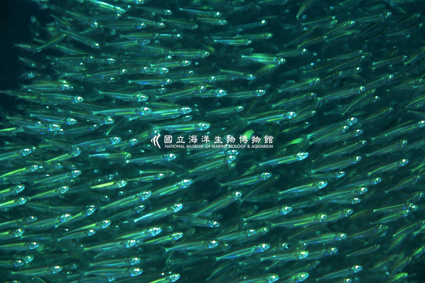 下銀漢魚