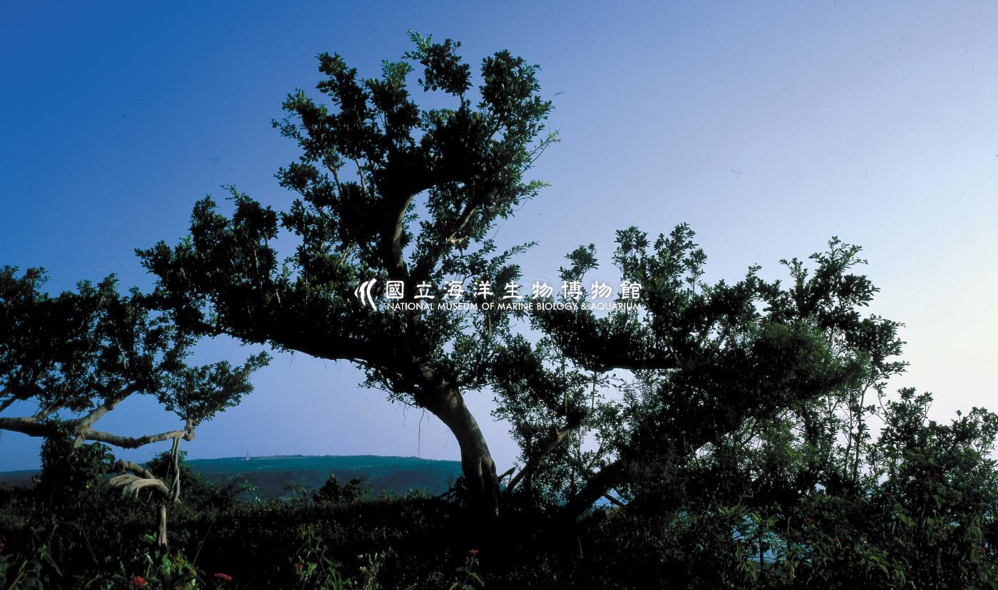 龜山榕樹