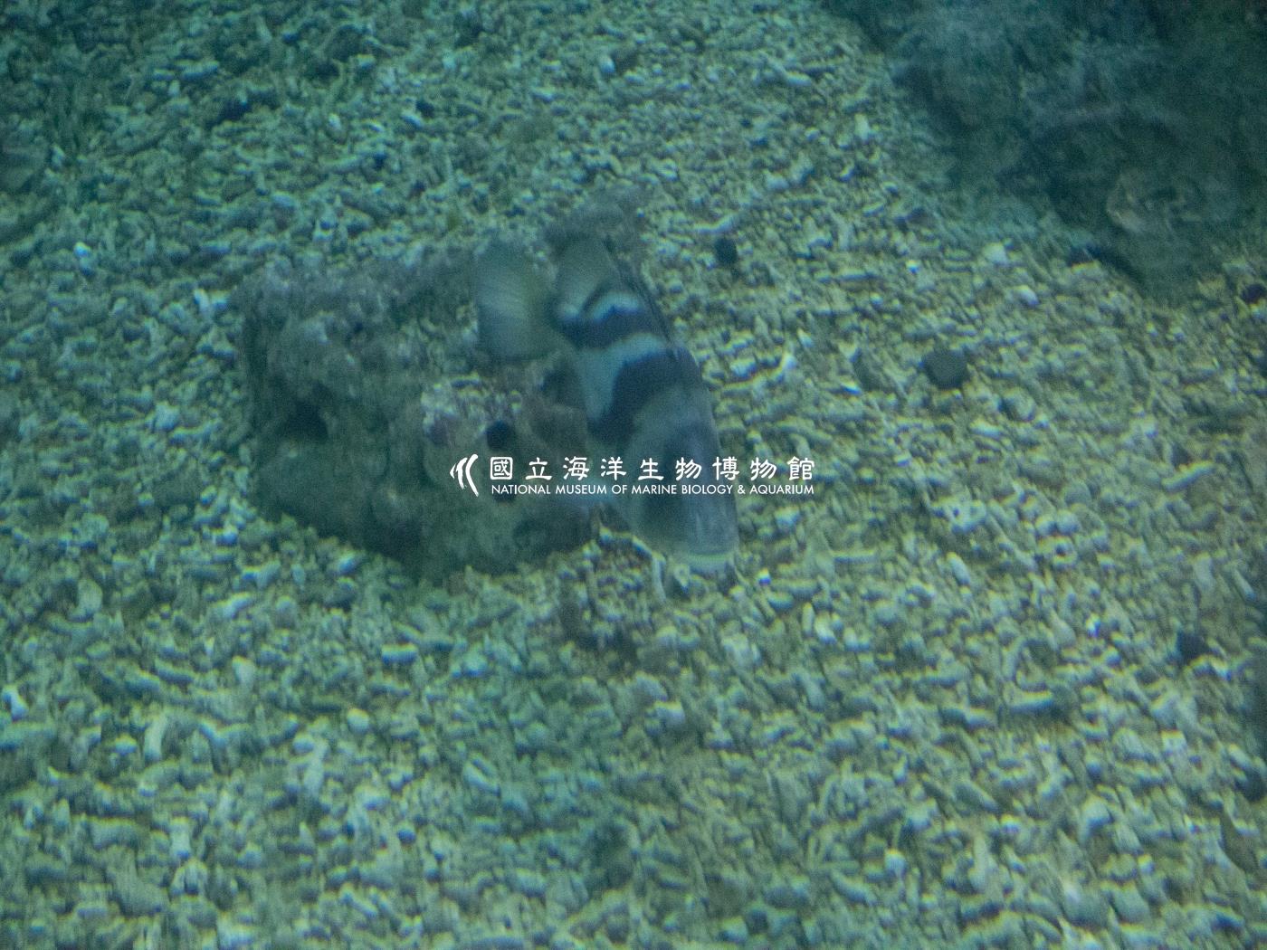 花尾胡椒鯛