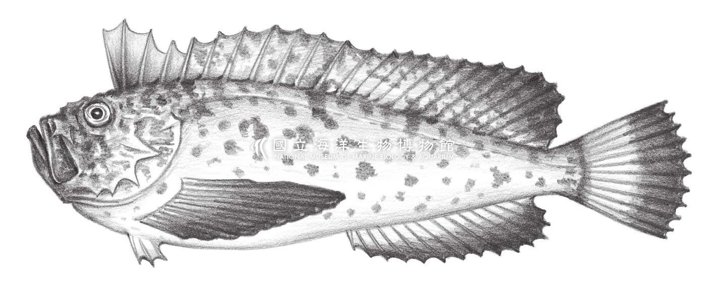 924. 虻鮋 Erisphex pottii (Steindachner, 1896)