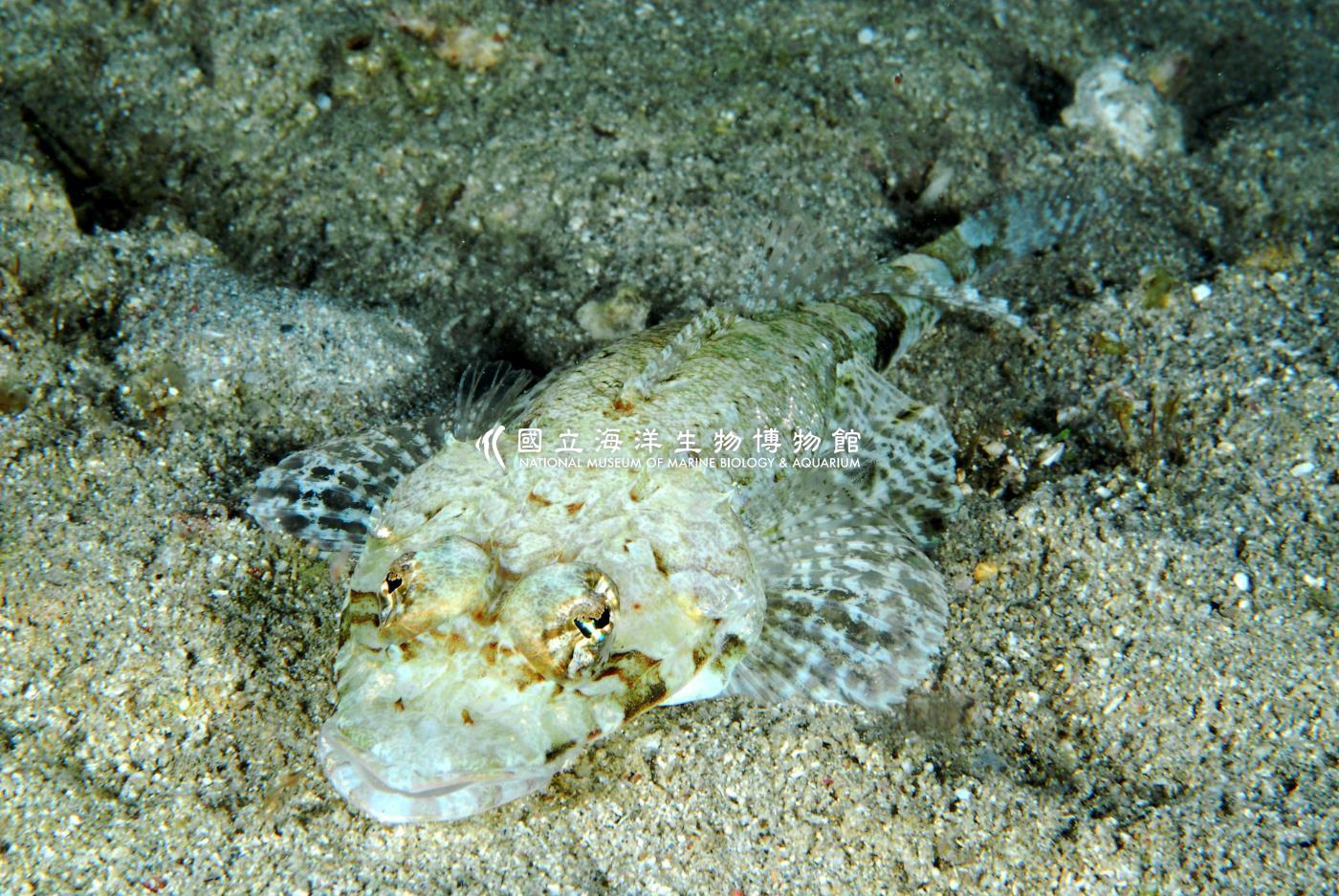 窄眶多棘牛尾魚