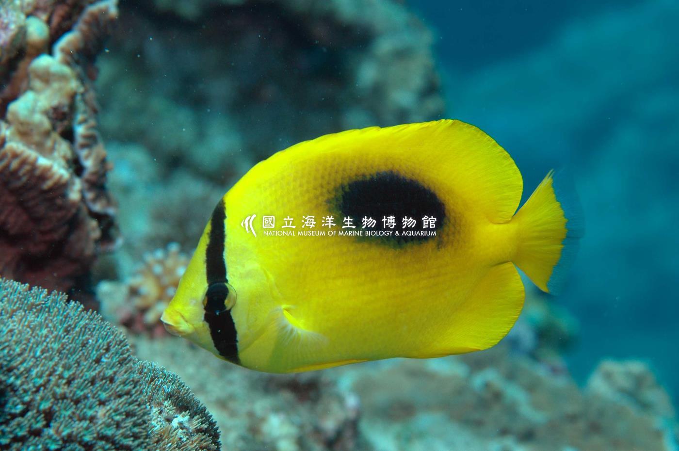 鏡斑蝴蝶魚