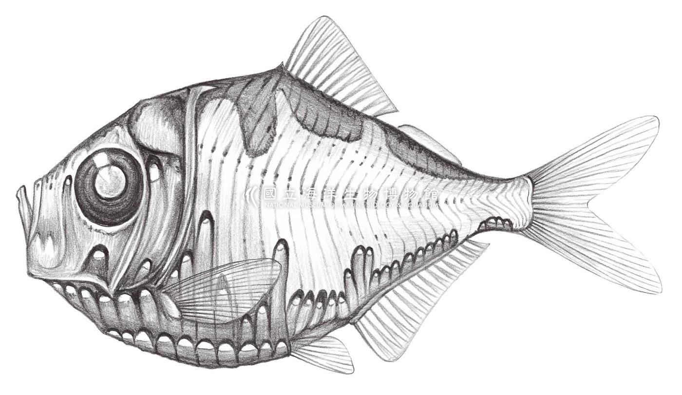 417. 三燭光魚 Polyipnus triphanos Schlutz, 1938