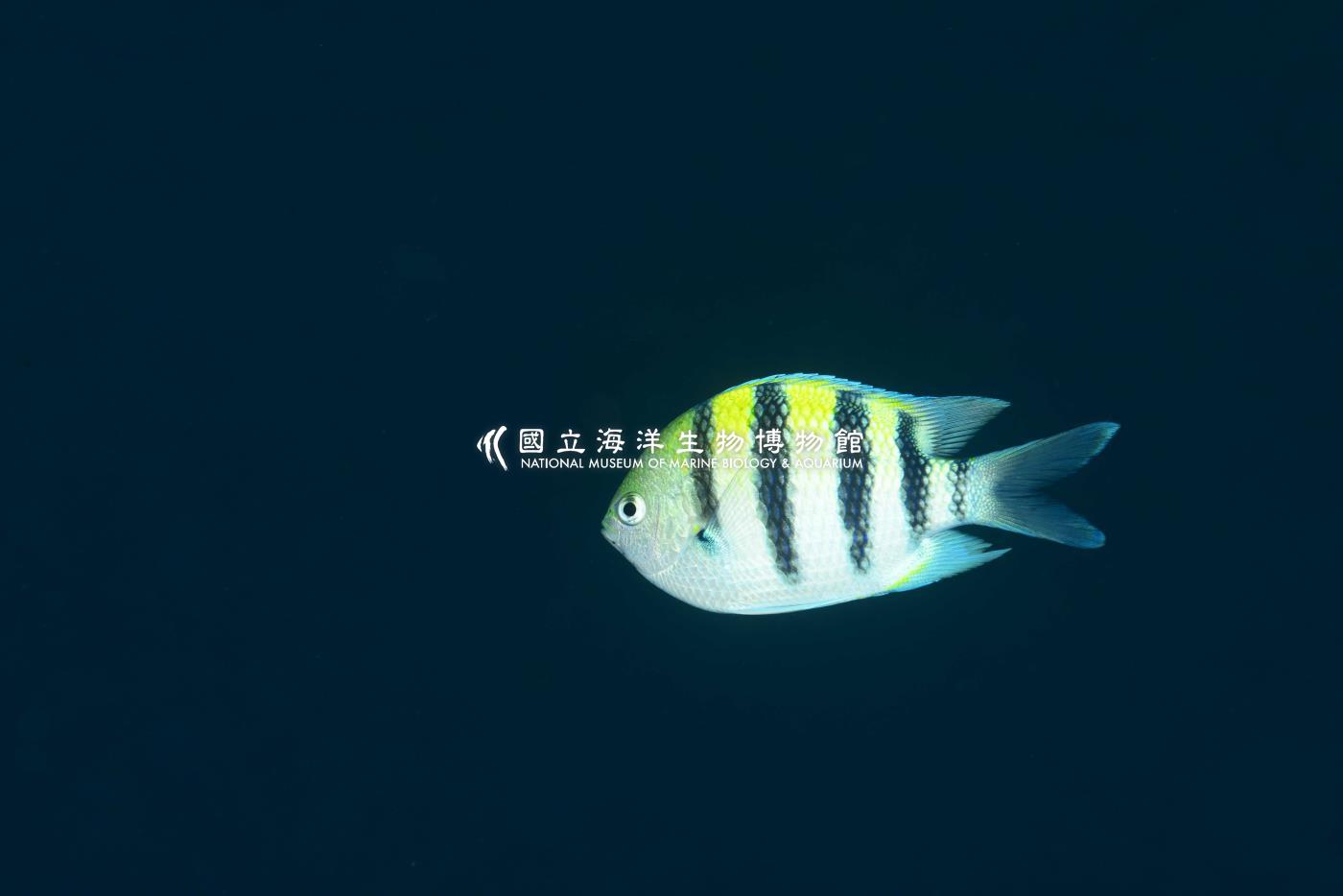 條紋豆娘魚