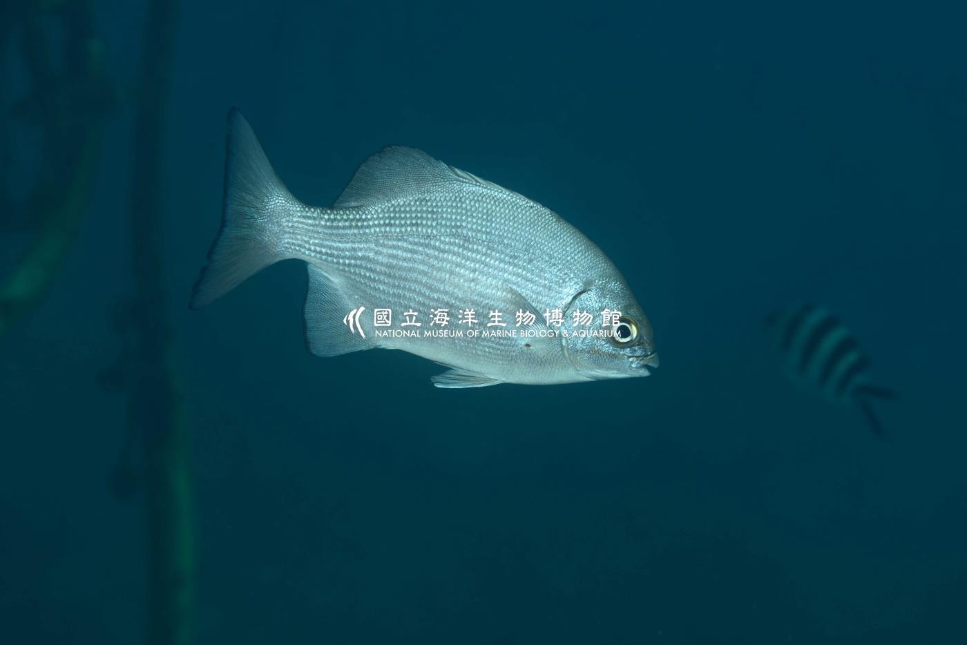 天竺舵魚