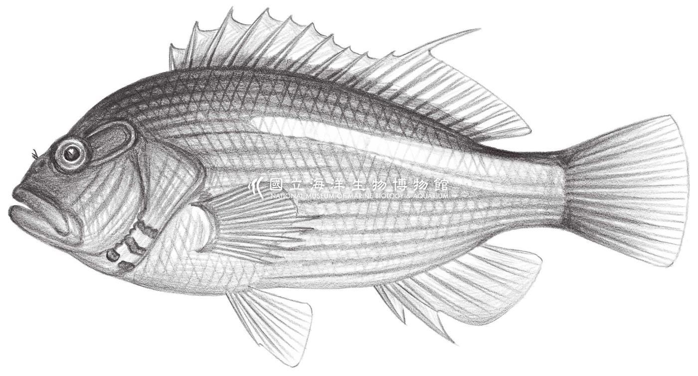 1608. 副 Paracirrhites arcatus (Cuvier, 1829)