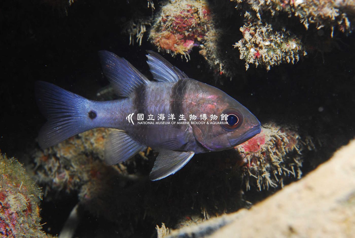 擬雙帶天竺鯛