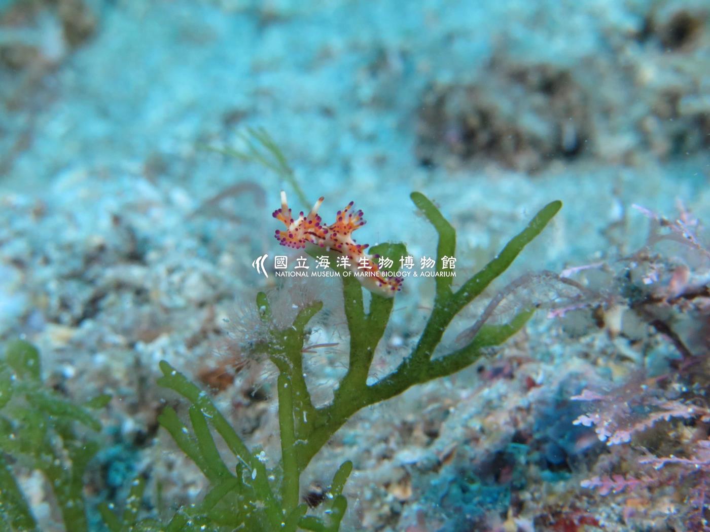 照片