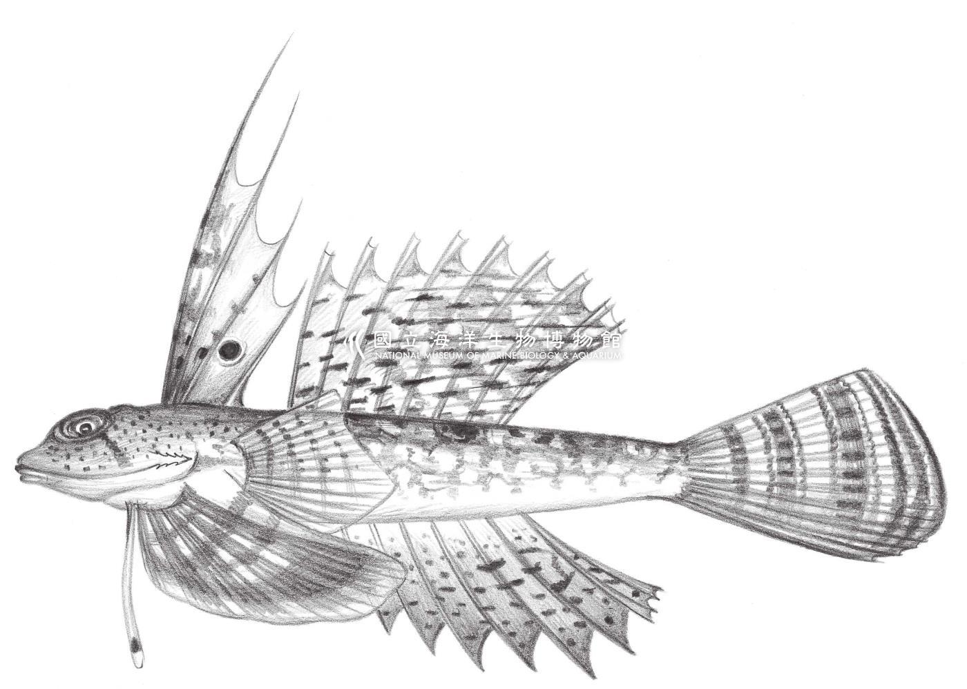 2022. 指鰭 Dactylopus dactylopus (Valenciennes, 1837)