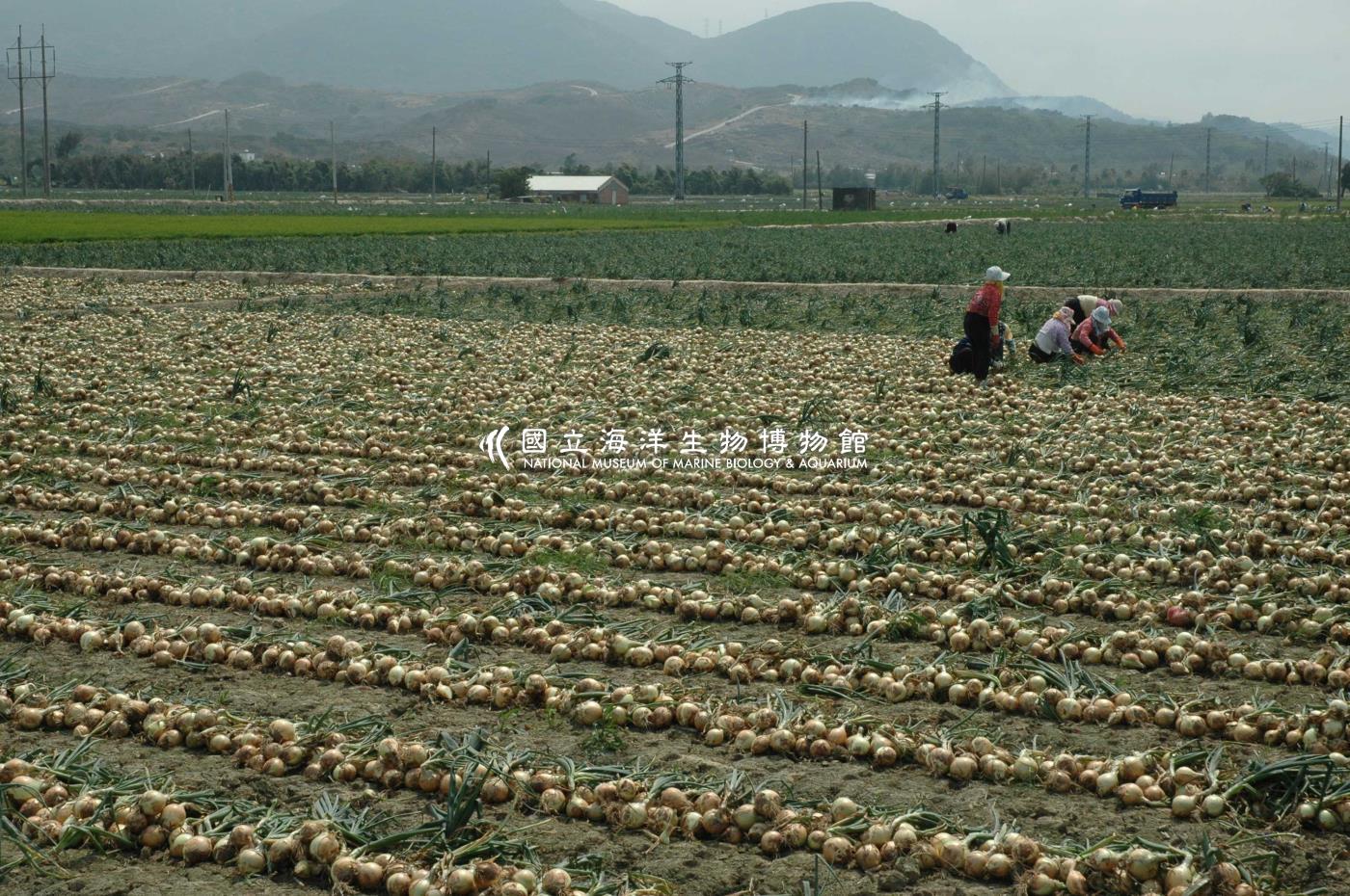 採收洋蔥