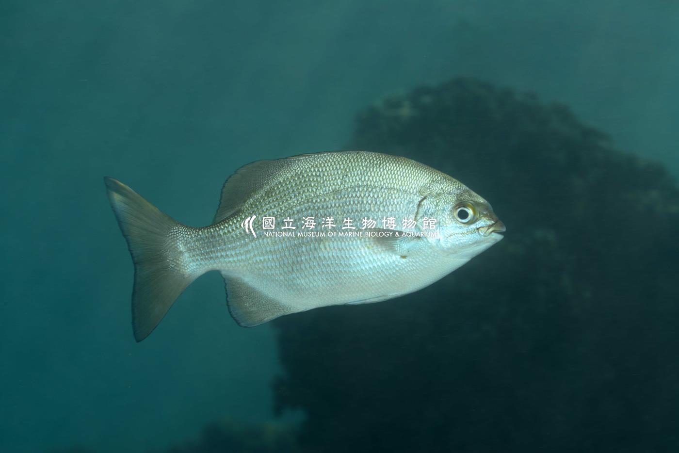 天竺舵魚