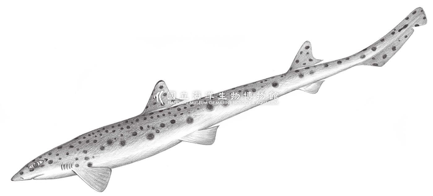 47. 哈氏原鯊 Proscyllium habereri Hilgendorf, 1904