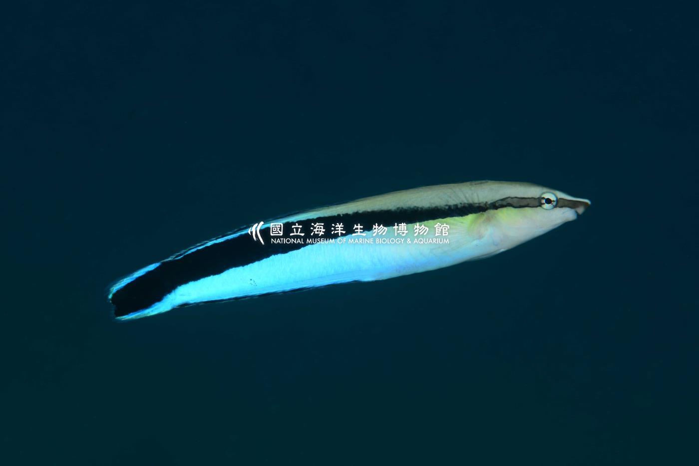三帶盾齒鳚