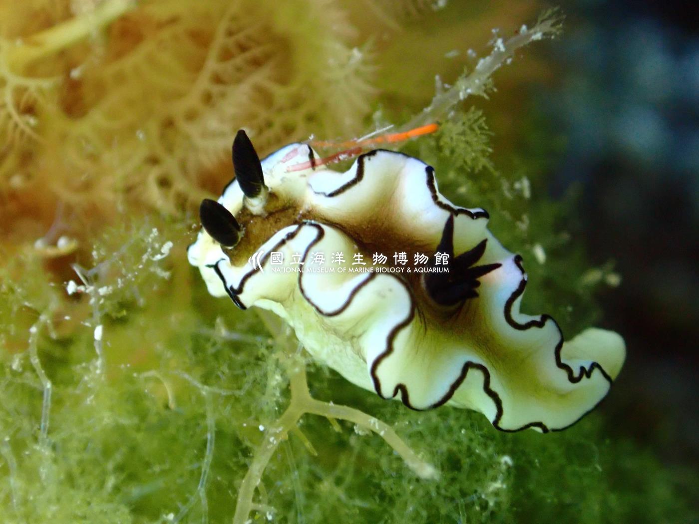 黑邊多彩蛞蝓