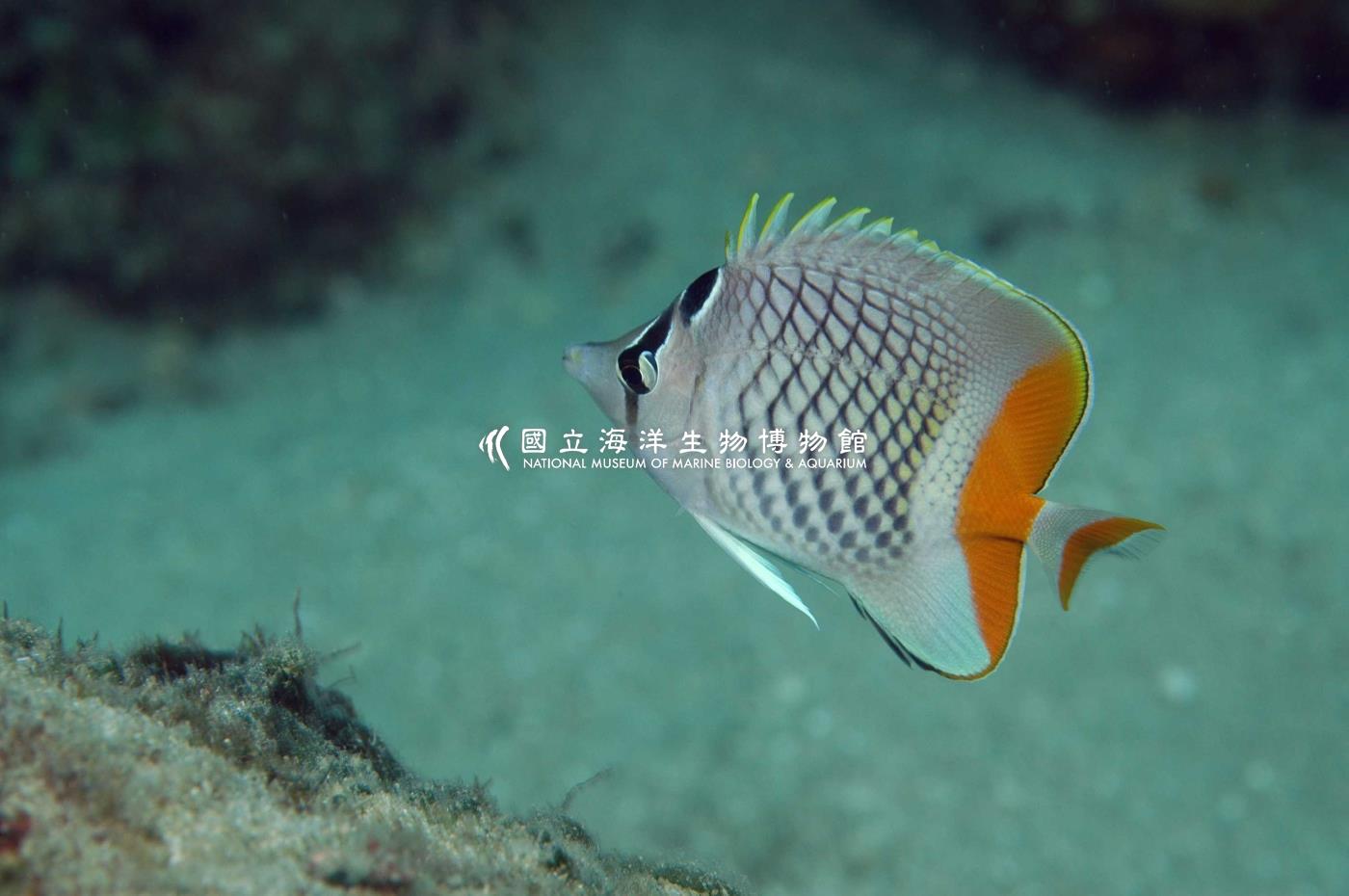 紅尾蝴蝶魚