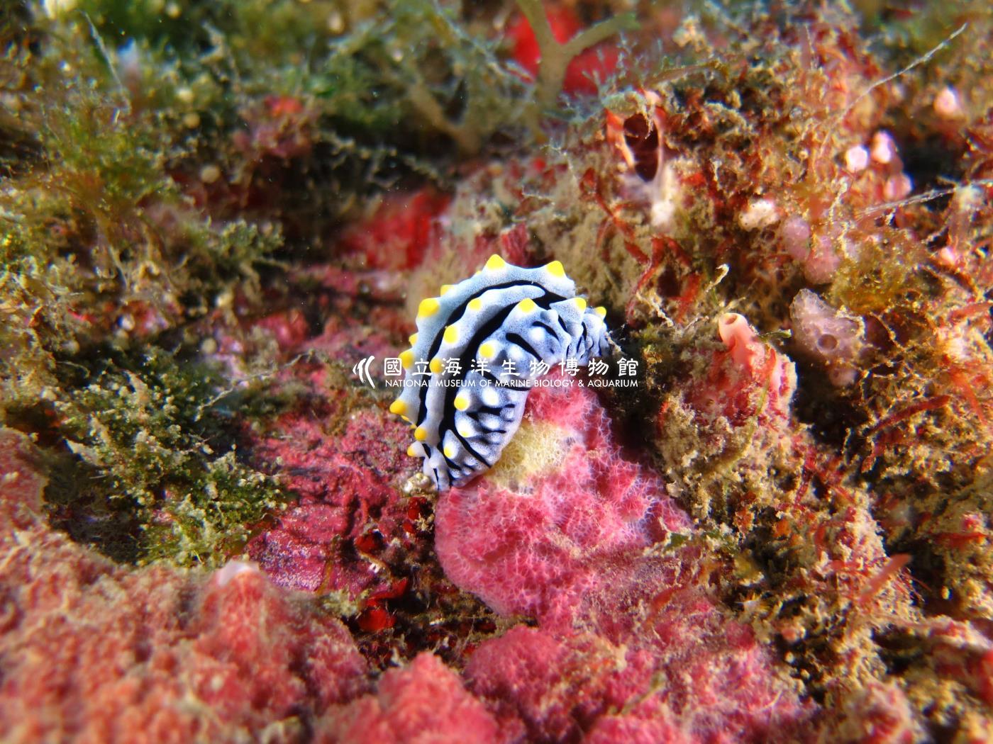 葉海蛞蝓