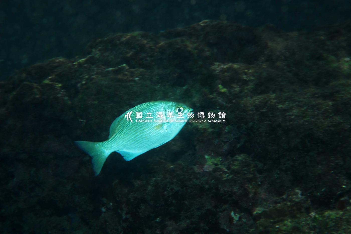 天竺舵魚