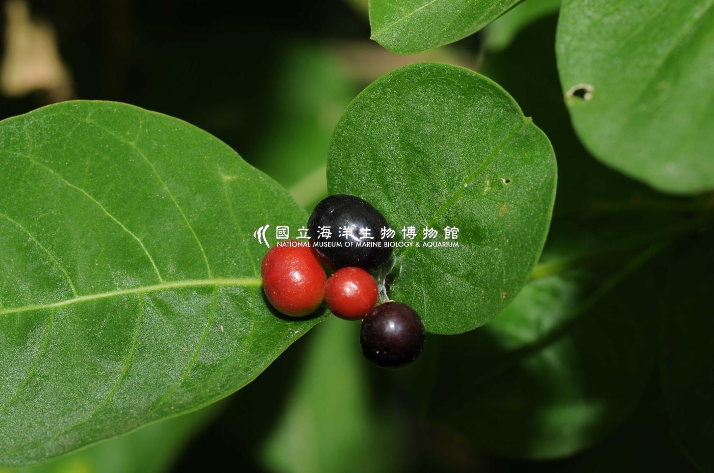 四葉羅芙木