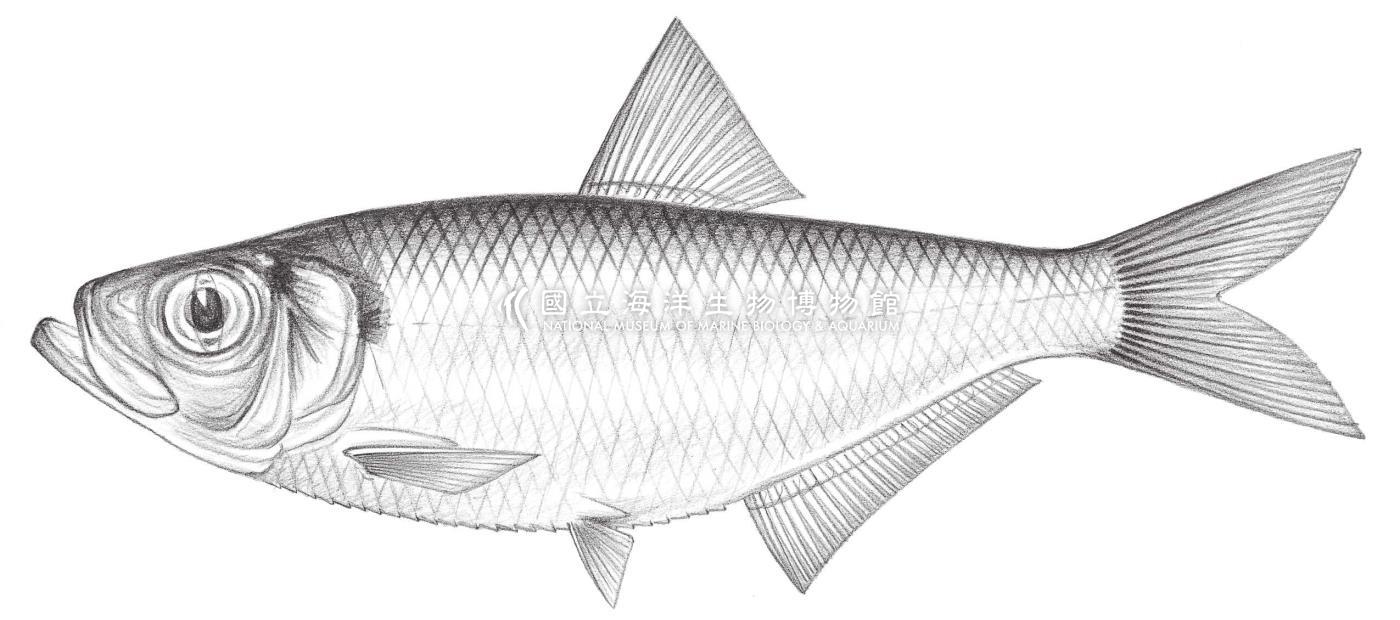 284. 擬鰳 Pellona ditchela Valenciennes, 1847