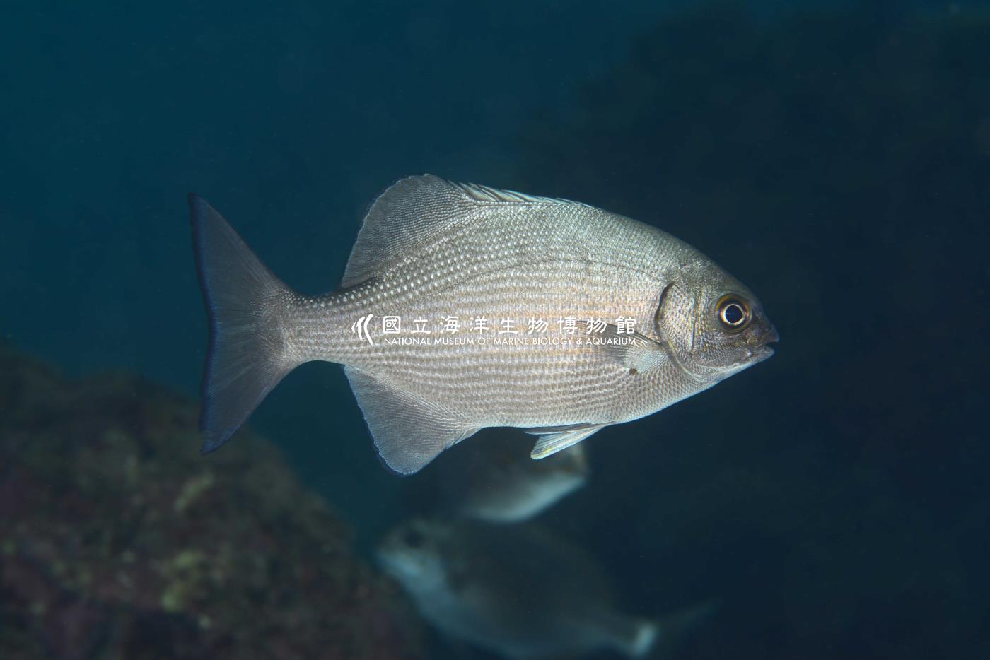 天竺舵魚