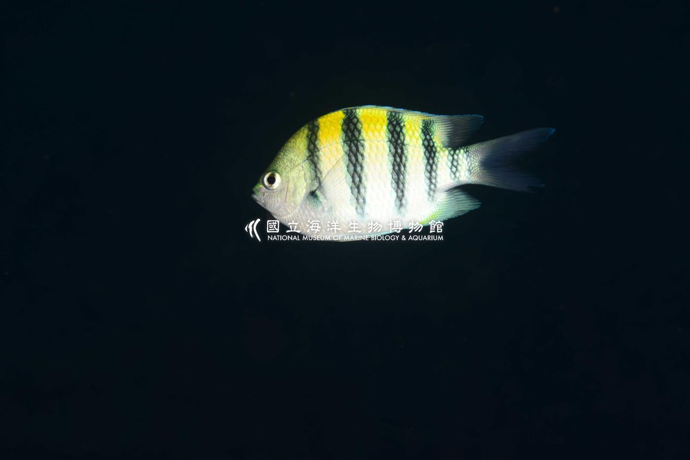 條紋豆娘魚