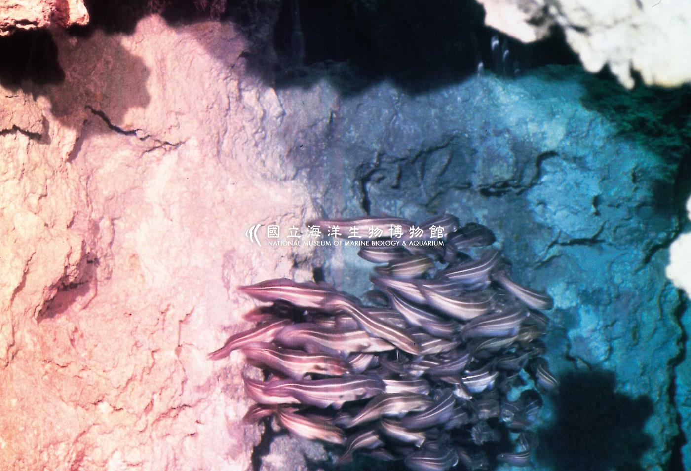 洞穴生物