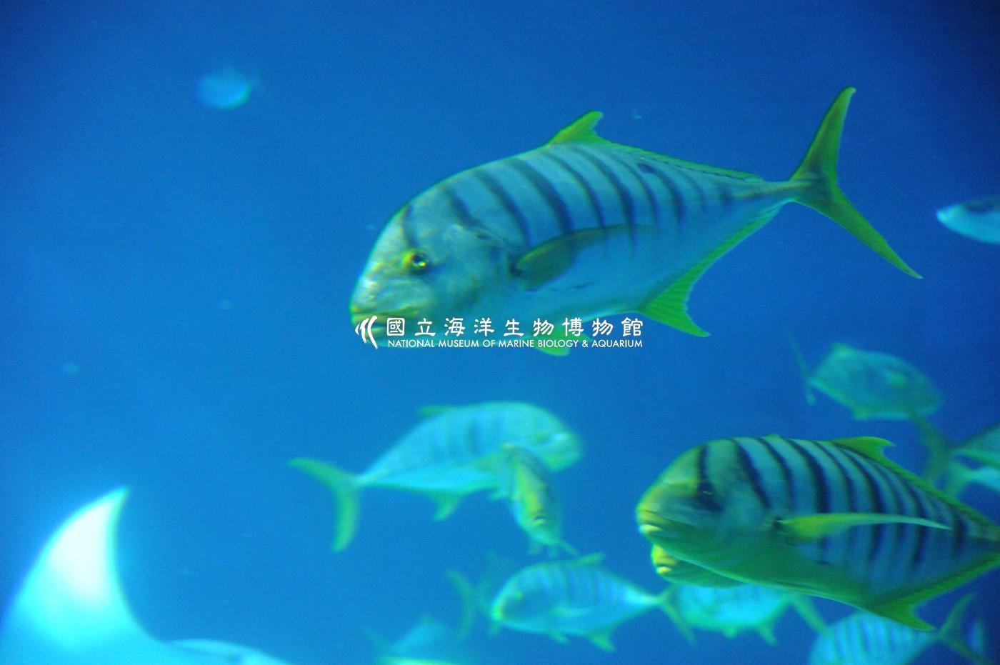 海生館大洋池生物